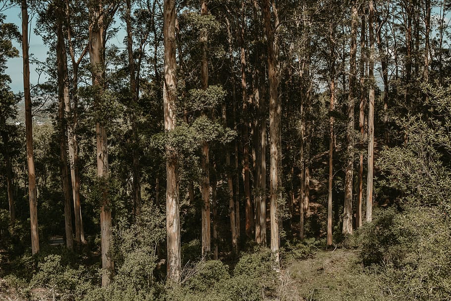 tree, plant, tree trunk, vegetation, outdoors, redwood, nature HD wallpaper