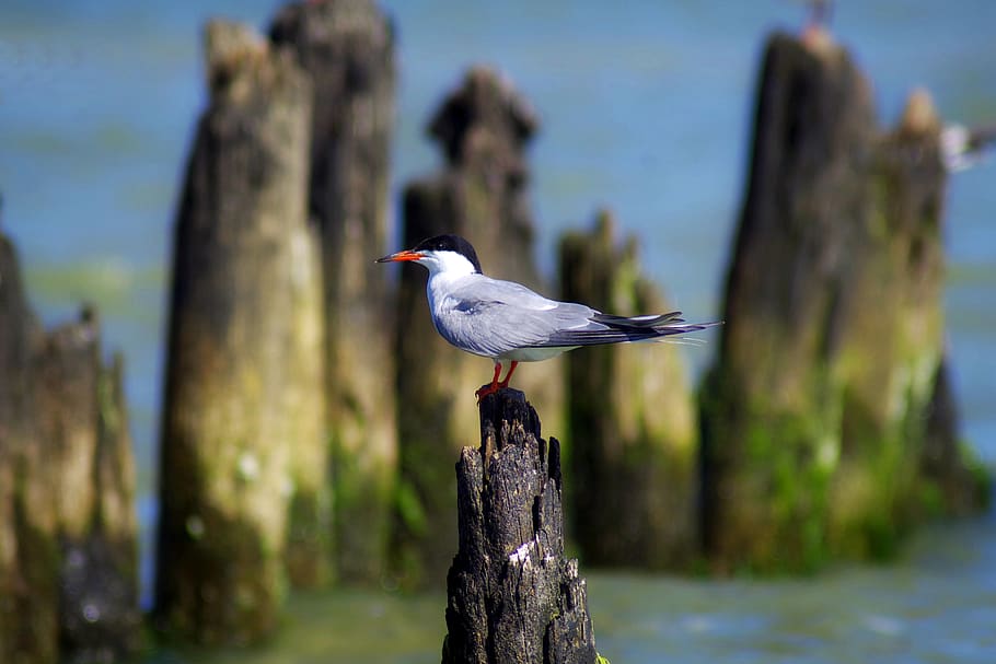 common tern, bird, naticina, beak, birds, animals in the wild HD wallpaper