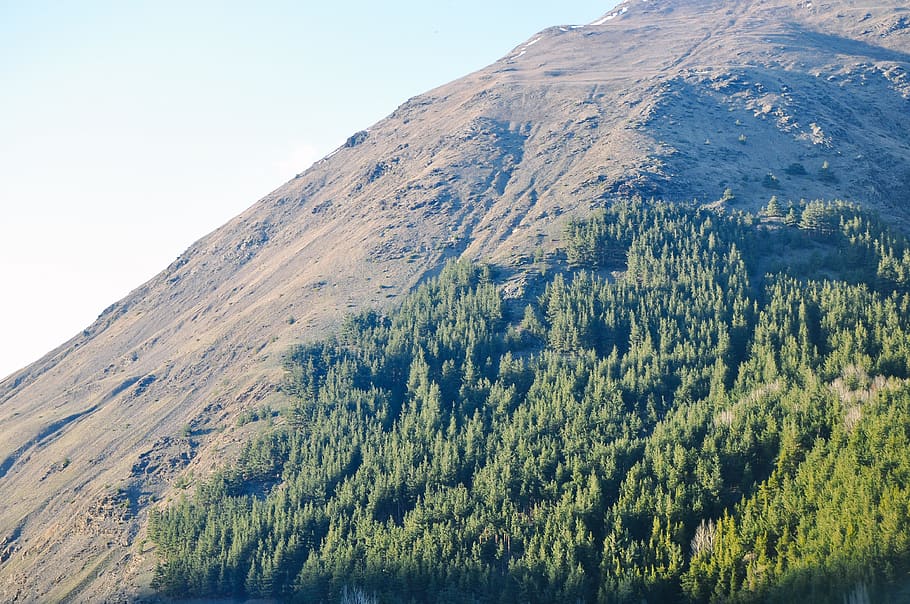 plant, tree, outdoors, slope, abies, fir, conifer, mountain HD wallpaper