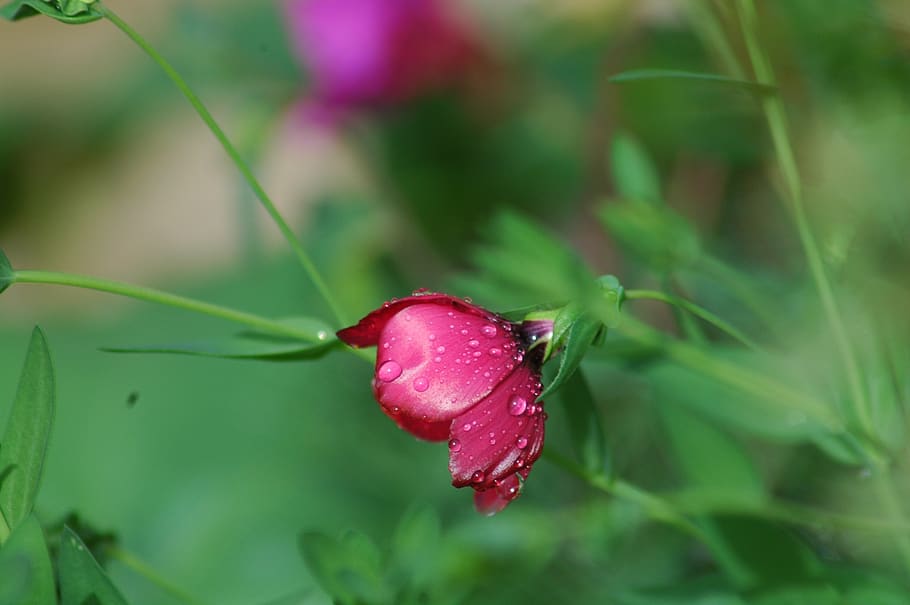 nature, flower, flora, leaf, outdoors, summer, garden, wet HD wallpaper