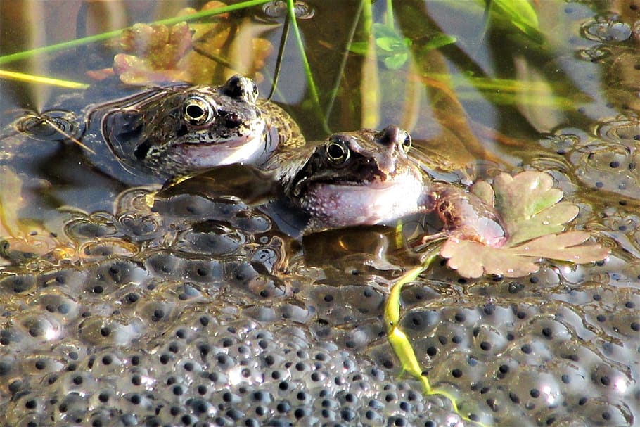 frog, mate, spring, funny, love, amphibians, two, pond, walk HD wallpaper