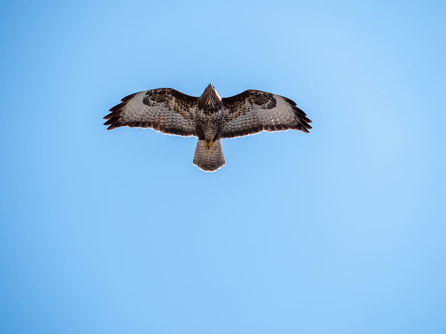 bird, animal, buzzard, hawk, accipiter, flying, wings, sky HD wallpaper