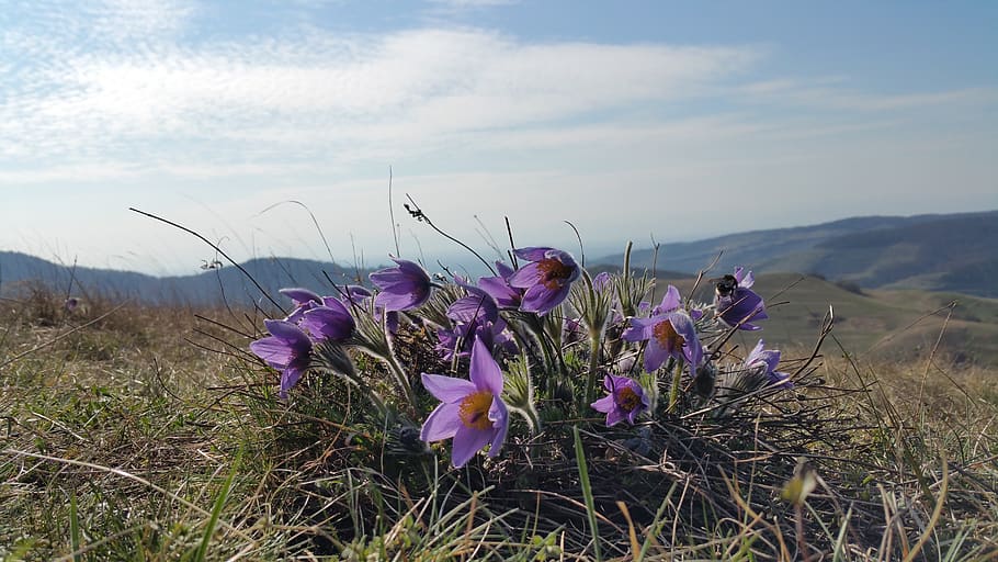 pasque flower, pasqueflower, plant, flowering plant, beauty in nature HD wallpaper