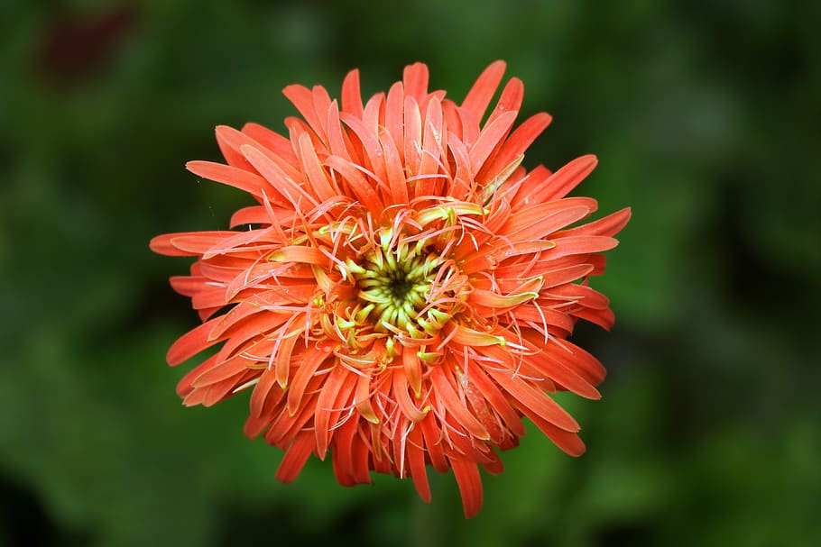 Red Chrysanthemum Closeup Photo, bloom, blooming, blossom, blurred background HD wallpaper