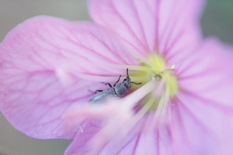 flower, nature, pink, bug, macro, flowering plant, freshness HD wallpaper
