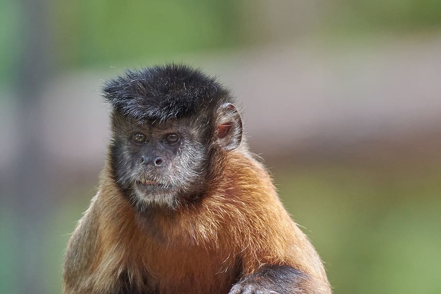 monkey, face, capuchin, cool, hairstyle, mimic, primate, one animal, HD wallpaper