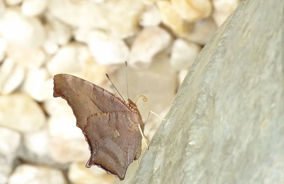 gray, white, pebbles, butterfly, summer, shades, antenna, insect HD wallpaper