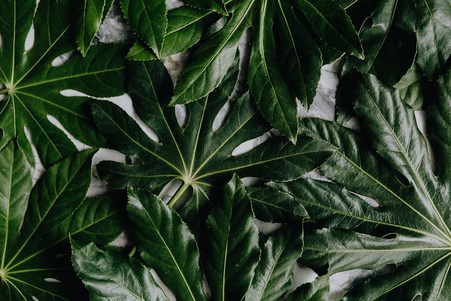 Aralia Leaves, green, leaf, greenery, plant part, green color HD wallpaper