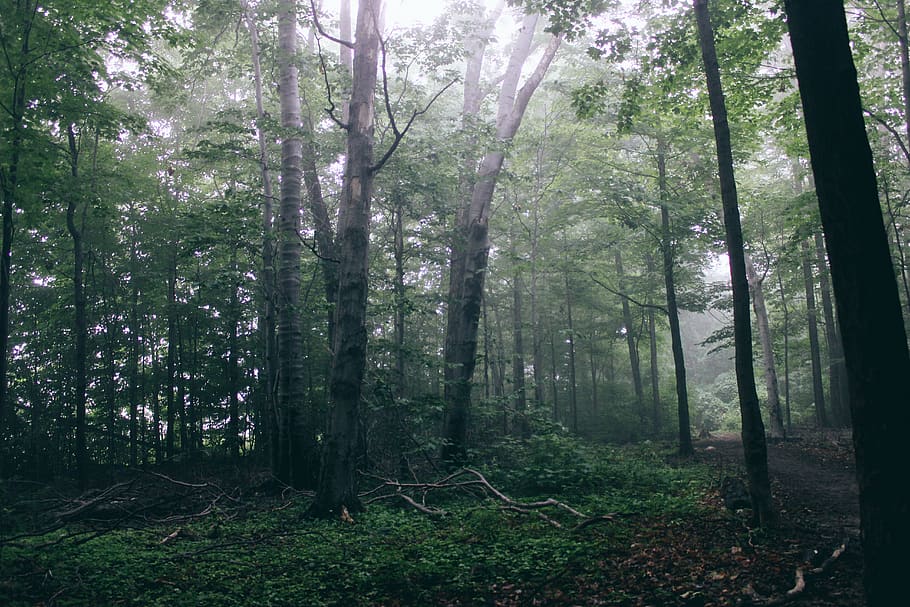 canada, mississauga, tree, forest, plant, land, trunk, tree trunk HD wallpaper