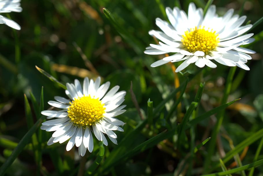 daisy, easter, garden, meadow, spring, summer, plant, blossom HD wallpaper