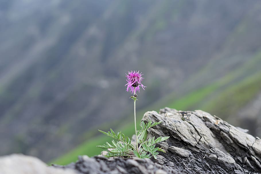 cornflower, alpine, mountains, stones, hike, purple, green HD wallpaper