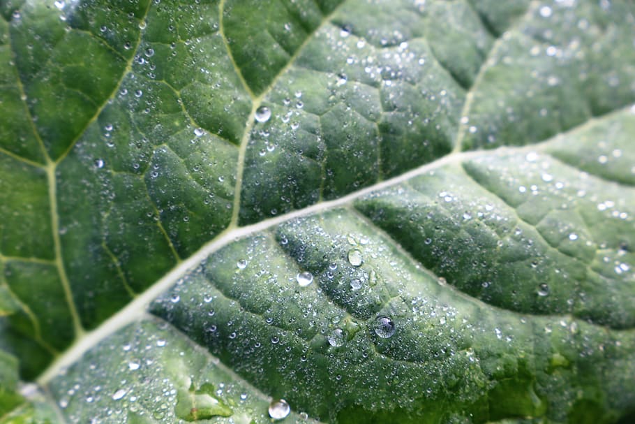 leaf, water, drops, wet, green, freshness, gardening, autumn HD wallpaper