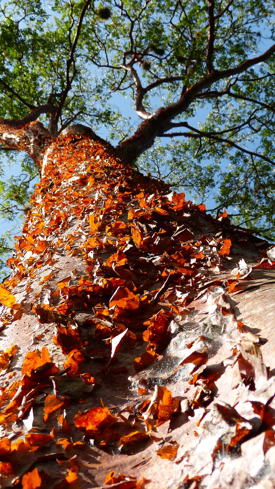 tree, tribe, bark, red, nature, mexico, plant, plant part, autumn HD wallpaper