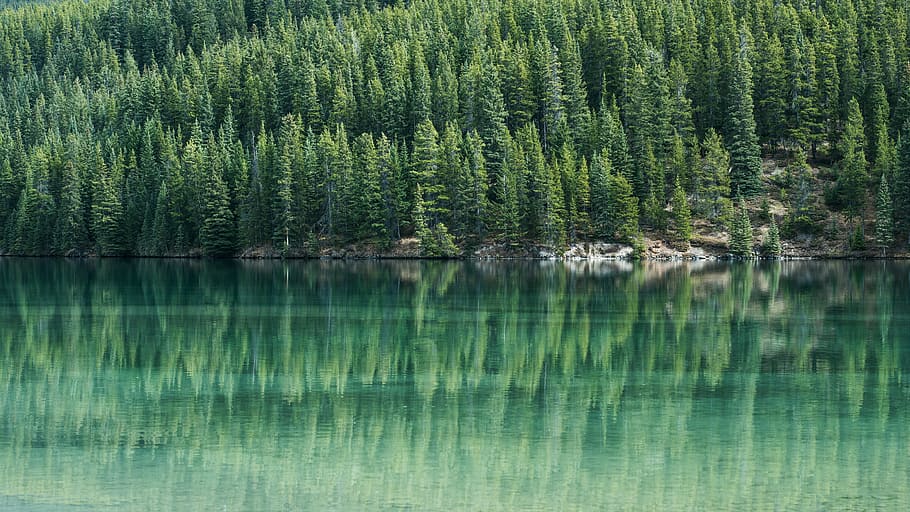 pine trees, water, lake, reflection, green, landscape, shore HD wallpaper