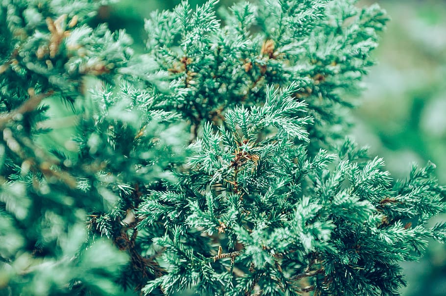Green Pine Tree Selective Focus Photography, branch, close-up HD wallpaper