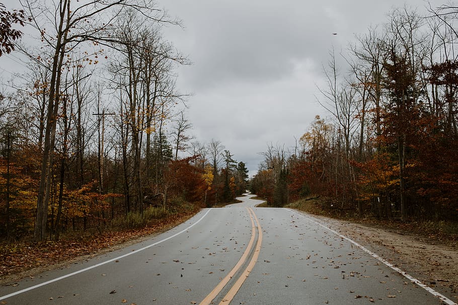 concrete road in forest, tree, nature, leafe, usa, wisconsin HD wallpaper