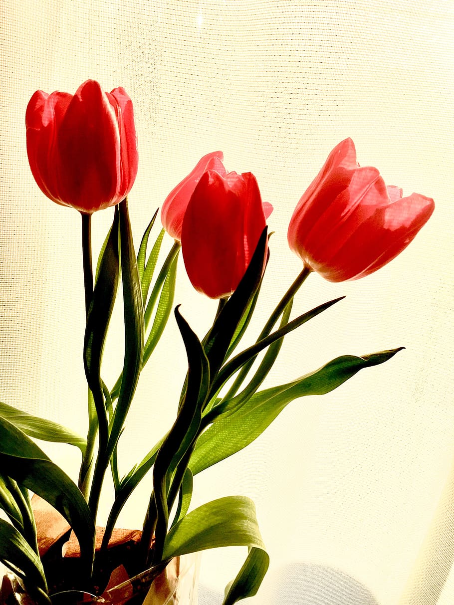 red, spring, flowers, tulips, bouquet, plant, flowering plant HD wallpaper
