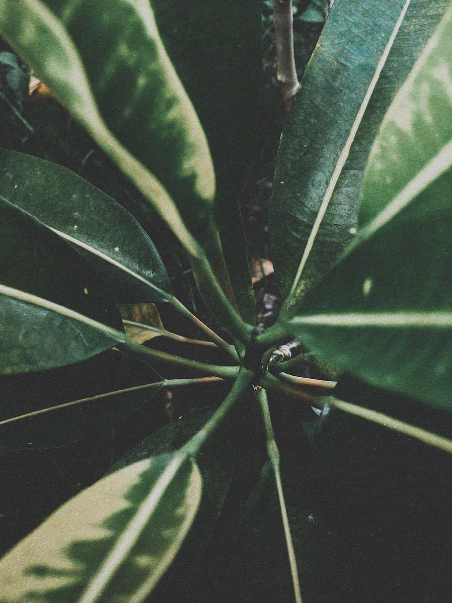 indonesia, palu, plant, growth, green color, plant part, close-up HD wallpaper