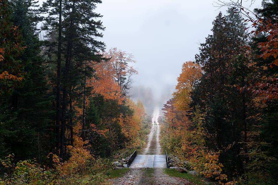 pathway surrounded by green and brown trees, road, gravel, dirt road HD wallpaper