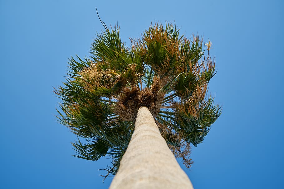 palm, tree, high, blue, green, tropical, nature, leaves, summer HD wallpaper