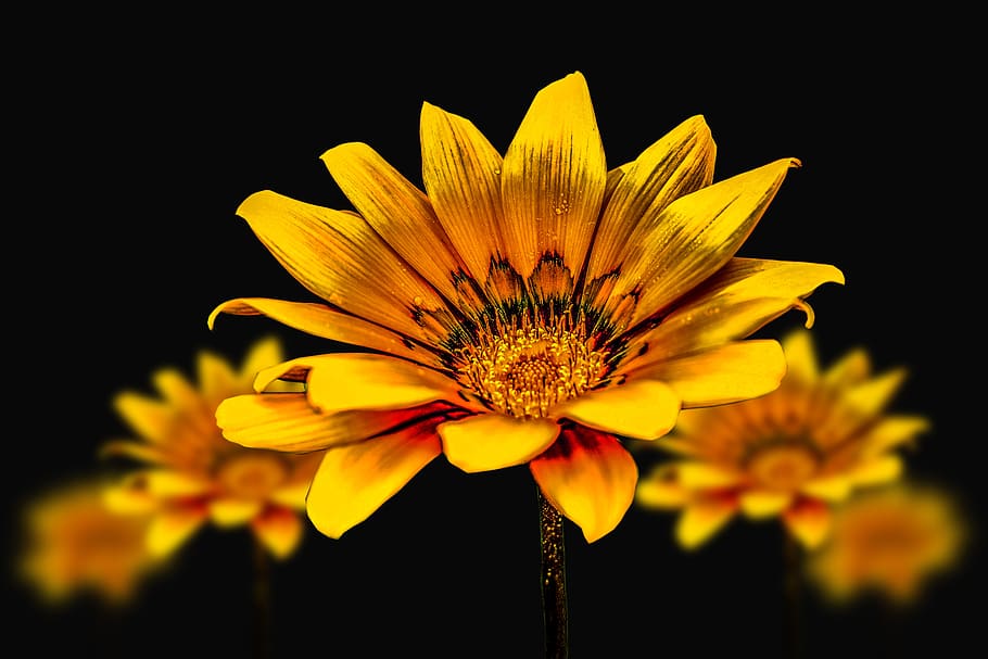 flower gérbel, yellow flower, gérbela, flowering plant, fragility