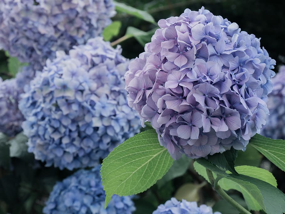 flowers, hydrangeas, blue, garden, flowering plant, beauty in nature HD wallpaper