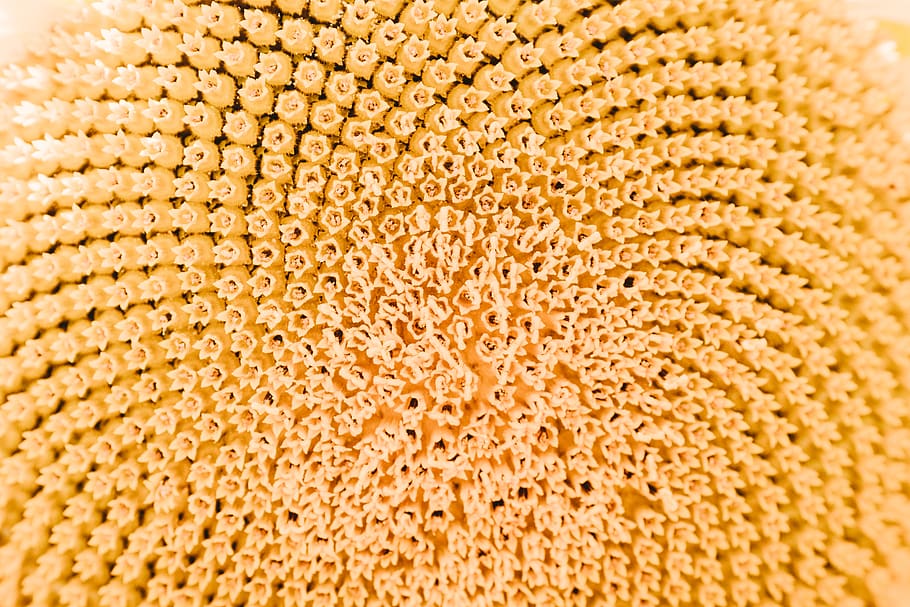 yellow flower, switzerland, geneva, pattern, pollen, sunflower HD wallpaper