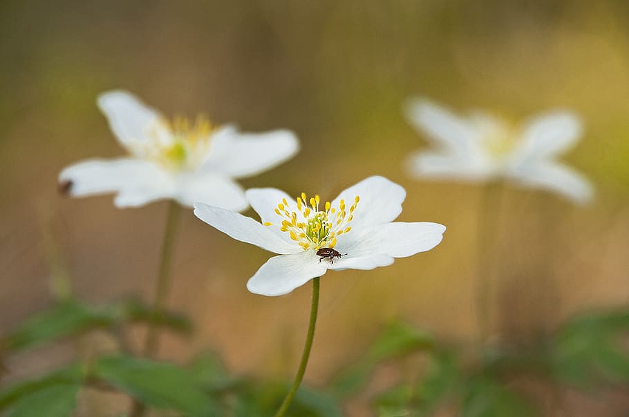 wood anemone, blossom, bloom, flower, white, nature, plant