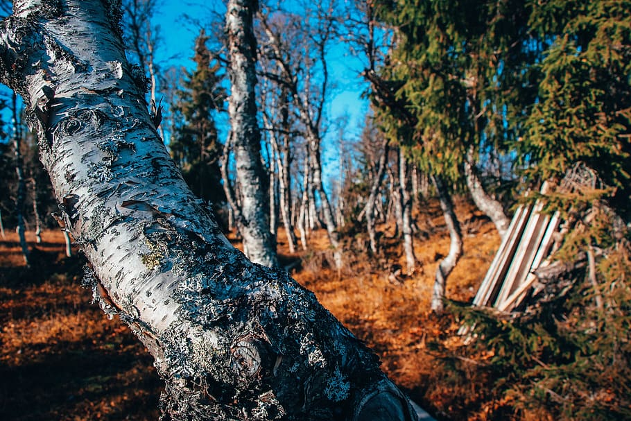 tree, plant, tree trunk, land, forest, nature, tranquility HD wallpaper