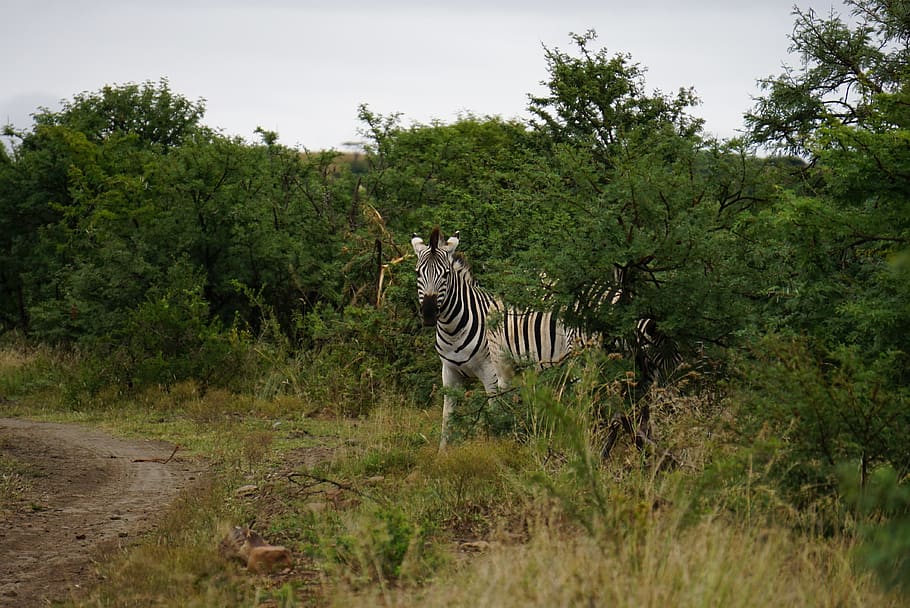 zebra behind trees, wildlife, mammal, animal, ground, plant, asphalt HD wallpaper