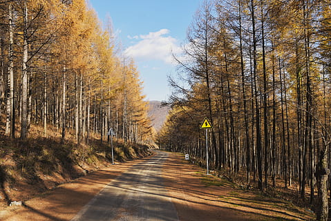 pathway surrounded by trees, plant, road, conifer, highway, tarmac HD wallpaper