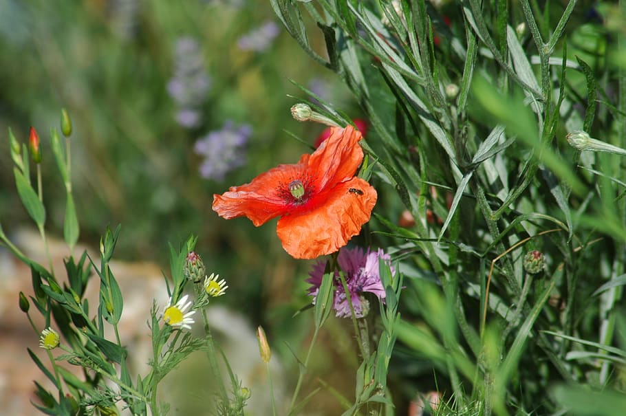 flower, nature, flora, summer, leaf, season, grass, coquelicot HD wallpaper