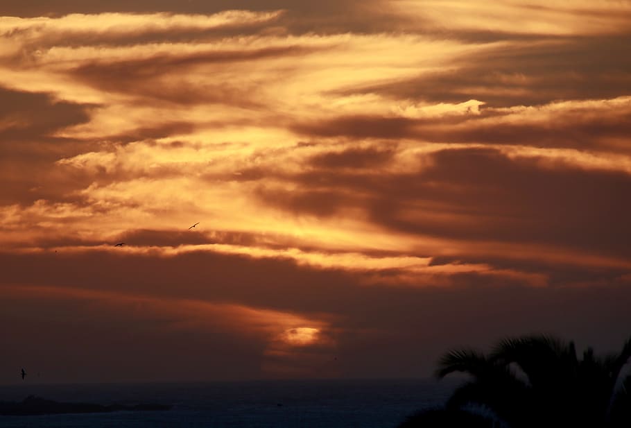 silhouette of coconut tree during golden hour, sky, cloud, sunset HD wallpaper