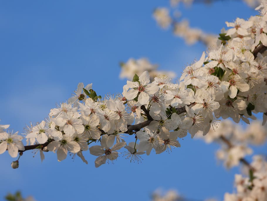 spring, flowers, plum, tree, plant, nature, figure, garden HD wallpaper