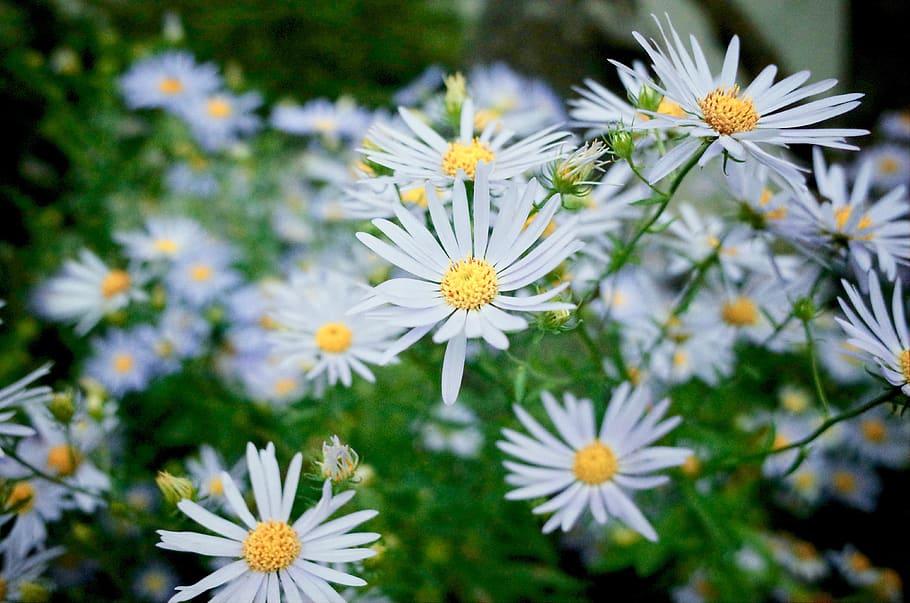 daisy, daisies, flower, closeup, white, yellow, spring, flowering plant HD wallpaper