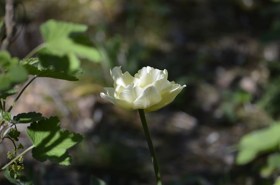 flower, blossom, bloom, garden, plant, petals, spring, white HD wallpaper