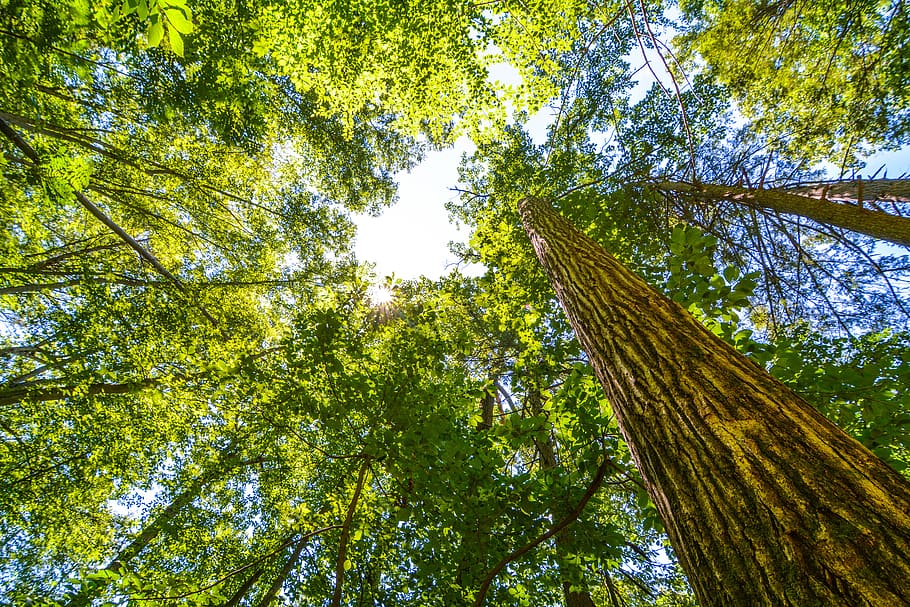 Low Angle Photo of Trees, branches, environment, forest, growth HD wallpaper