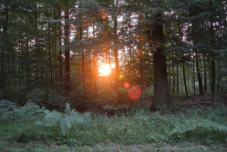 forest, trees, sunset, plant, land, tranquility, growth, beauty in nature HD wallpaper