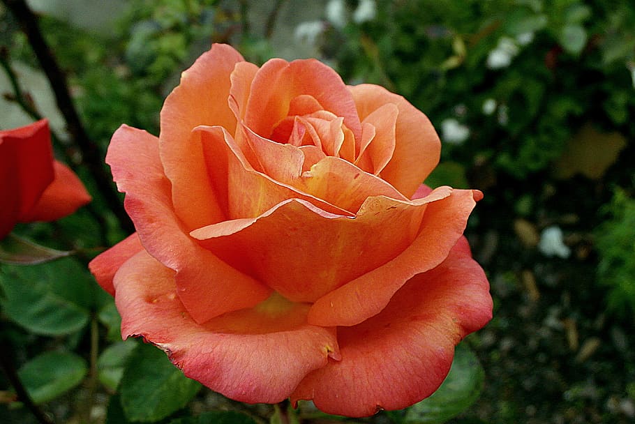 rose, flower, orange, garden, petals, noble, figure, romantic, HD wallpaper
