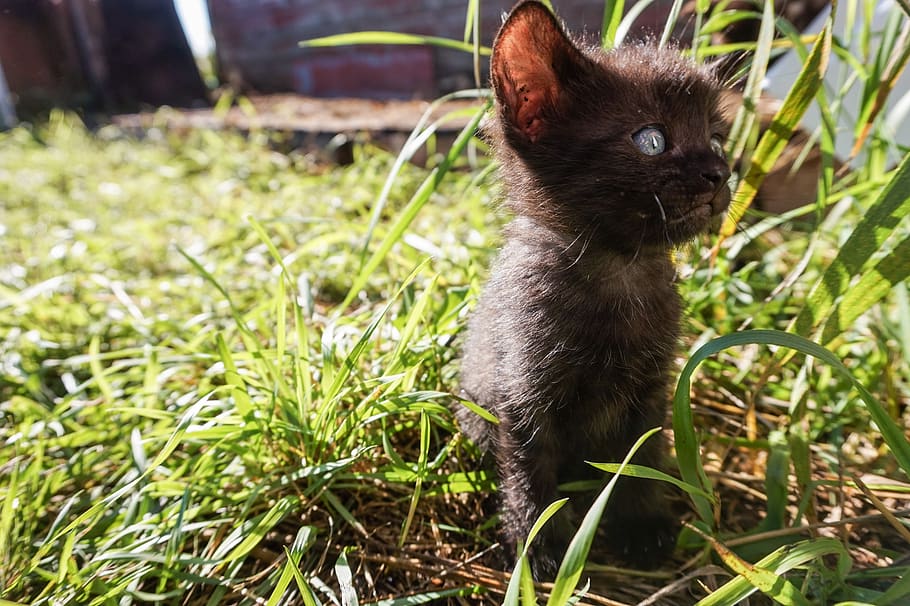 featured, new, kitten, cat, kitty, baby, animal, animals, black HD wallpaper