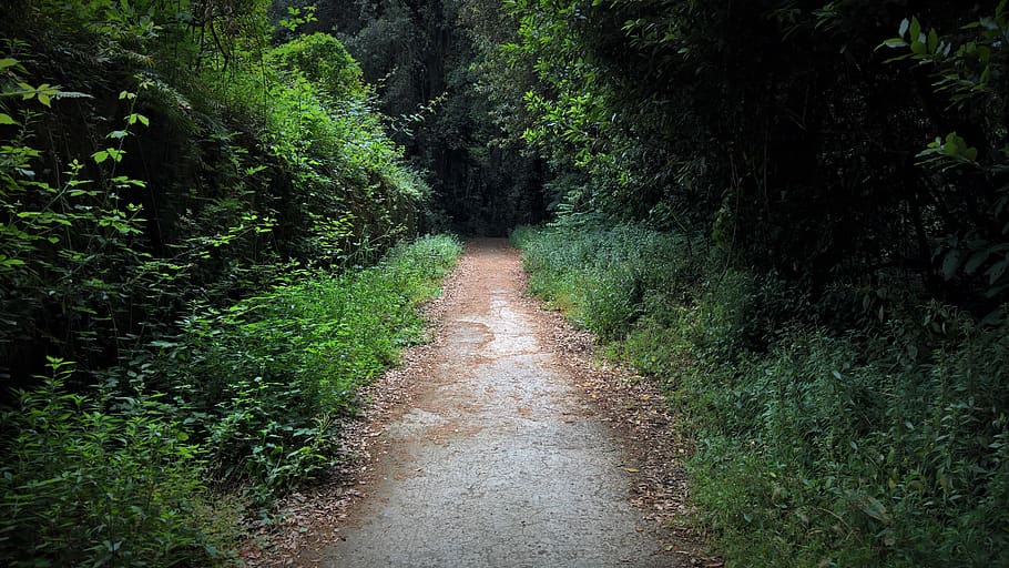 italy, capodimonte, napoli, nature, naples, trail, plant, tree