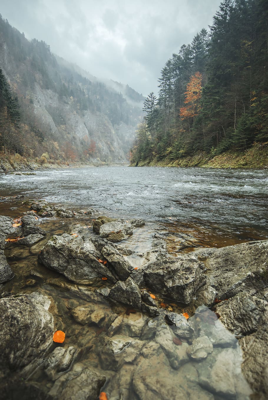 river near trees, forest, rock, water, cloudy, canyon, mysteriou HD wallpaper
