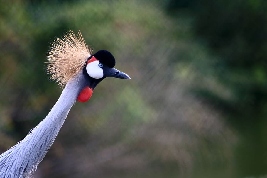 bird, colored, nature, vertebrate, animal themes, one animal HD wallpaper