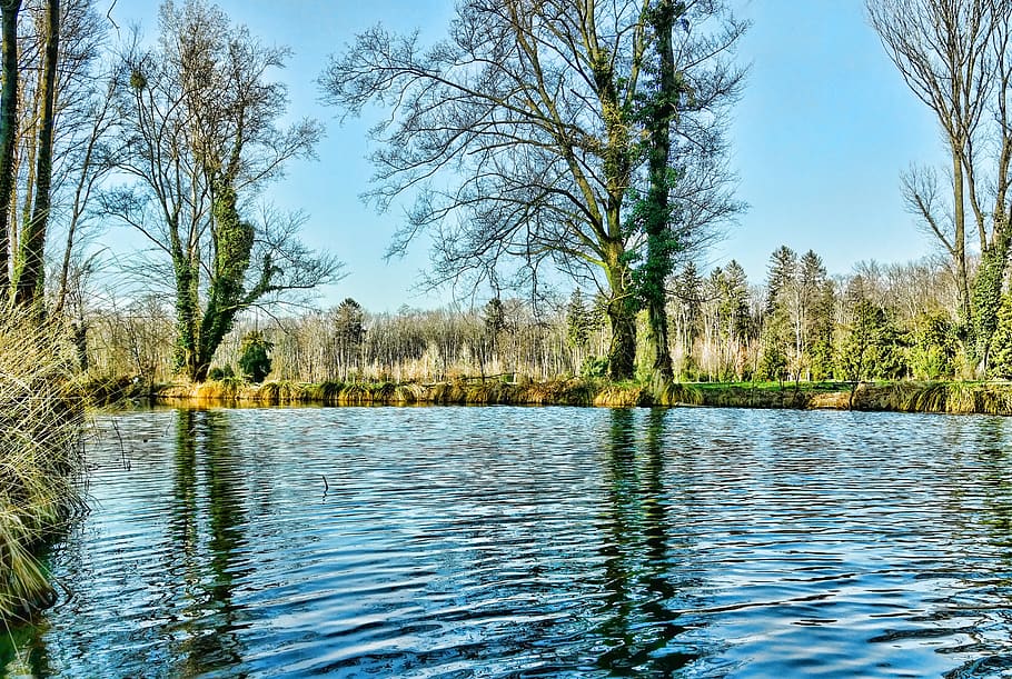 nature, tree, lake, river, reflection, park, water, plant, tranquility HD wallpaper