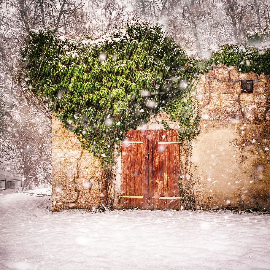 snow, cold temperature, tree, plant, winter, architecture, nature HD wallpaper