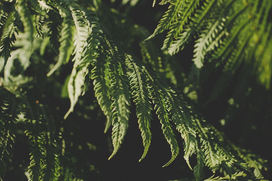 Green Leafed Tree, blur, close-up, environment, fern, fern leaves HD wallpaper