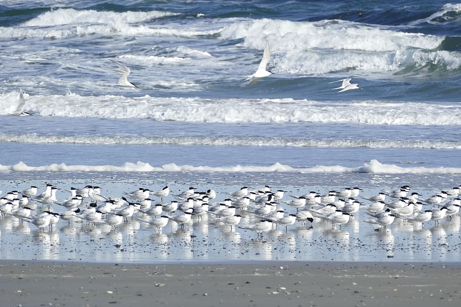 terns, sandwich tern, seevogel, surf, the beach of the north sea HD wallpaper