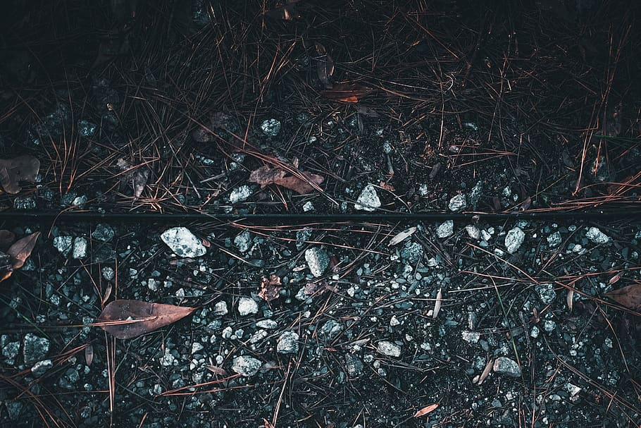 texture, abstract, rocks, leaves, branches, forest, park, plant HD wallpaper