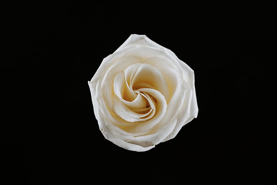 white rose, rose - flower, flowering plant, studio shot, petal HD wallpaper