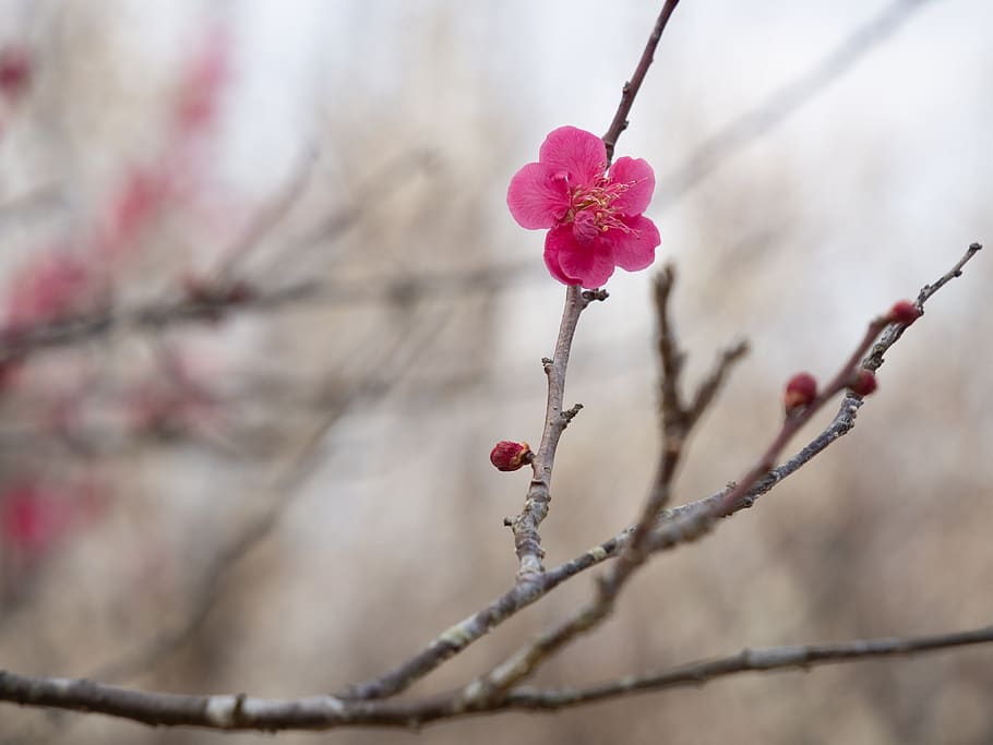 spring, plum, plum blossoms, flowers, flowering, natural, spring flowers HD wallpaper